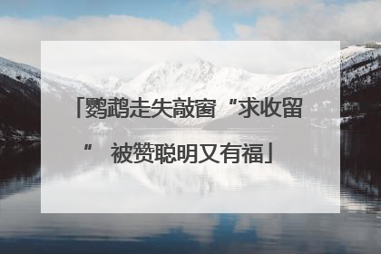 鹦鹉走失敲窗“求收留” 被赞聪明又有福