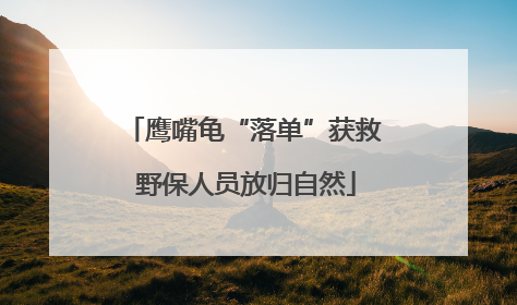 鹰嘴龟“落单”获救 野保人员放归自然