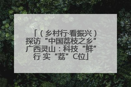 （乡村行·看振兴）探访“中国荔枝之乡”广西灵山：科技“鲜”行 实“荔”C位